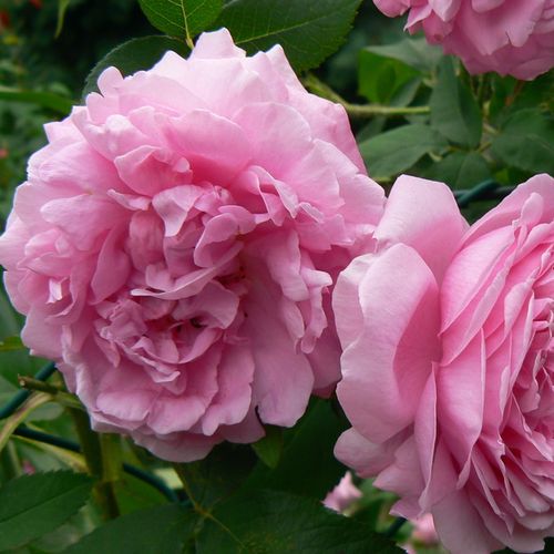 Shop - Rosa Comte de Chambord - rosa - portlandrosen - stark duftend - Robert and Moreau - Da die Blüten auch bei schlechtem Wetter blühen, ist sie auch als Schnittblume geeignet.
